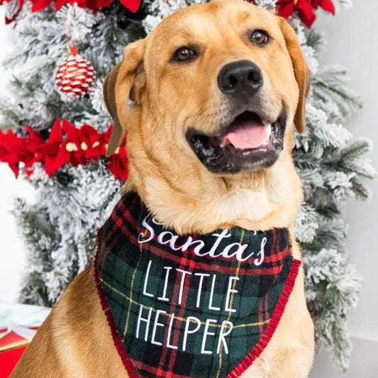 Dog wearing a 'Santa's Little Helper' bandana in front of a Christmas tree.